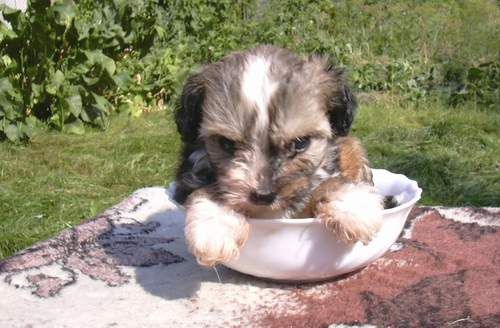 Irgen Gold Apelsinka