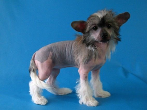 Grendi Cherri Femili