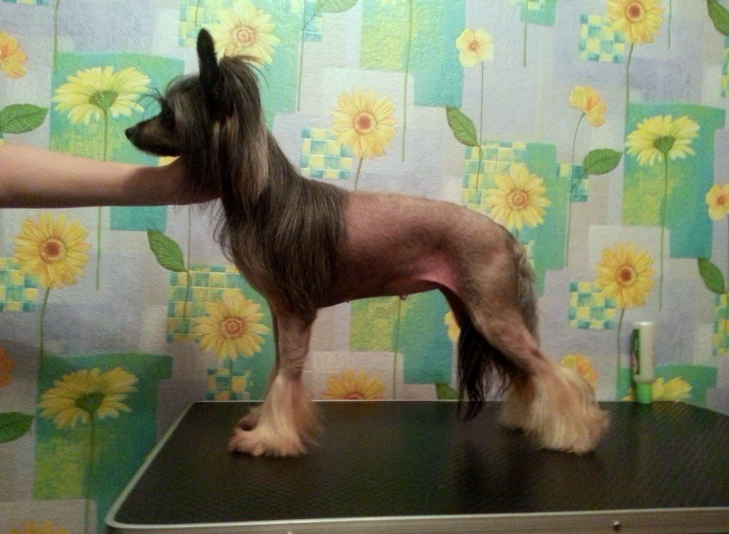 Orero Lovely Prinses-Ann