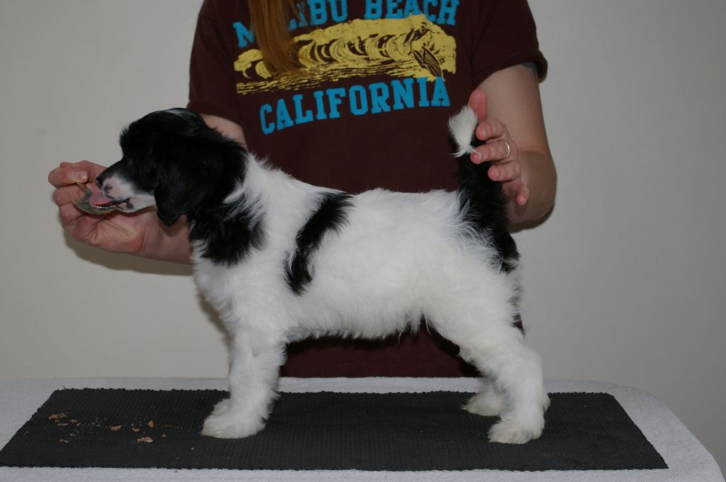 Leibwache's Domino Effect