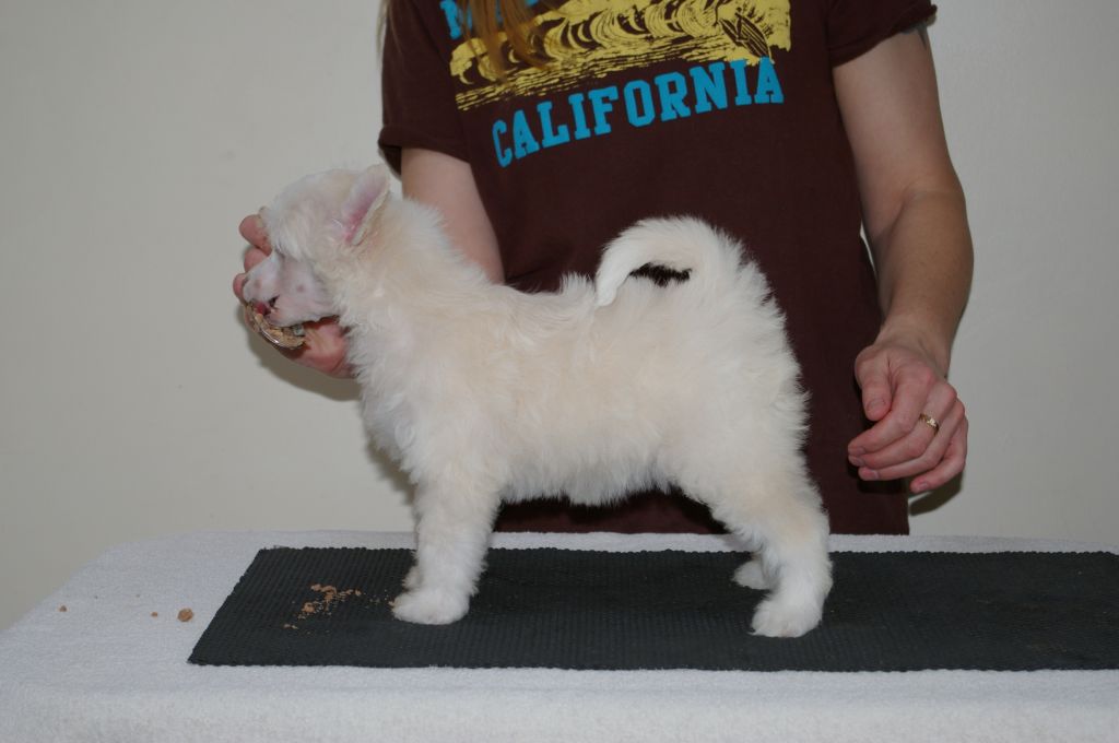 Leibwache Rock Chick