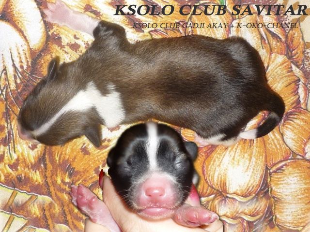 Ksolo Club Savitar