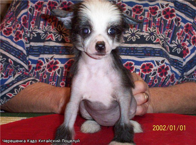 Kado Kitaiski Potselui Chereshenka