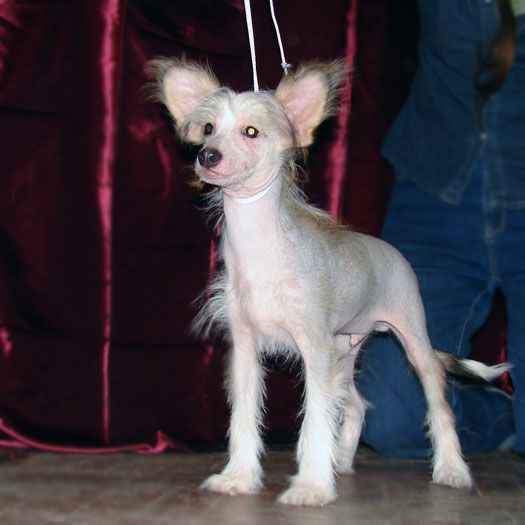 Inferno  rizhii demon