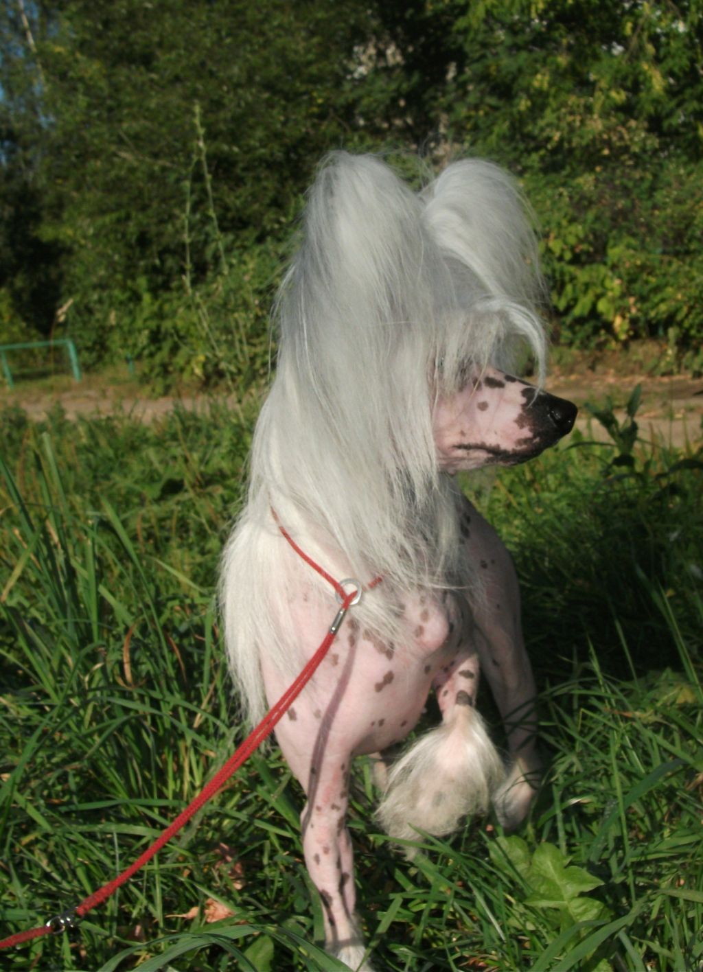 Armani Sharm Irlotta