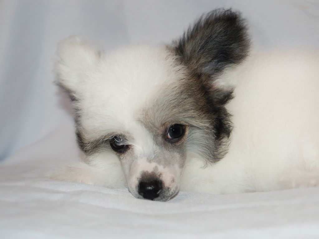 True Magnifisen Delicious