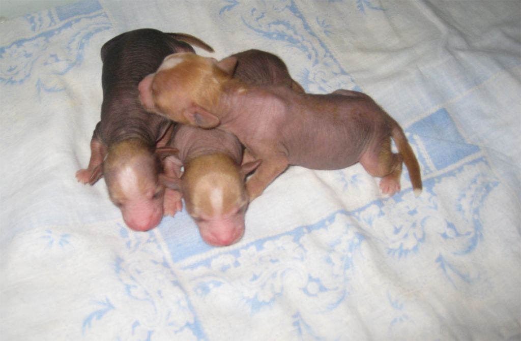 Leo-Santa-Dog hl male