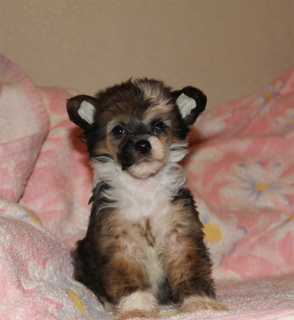 Leo-Santa-Dog pp male 1