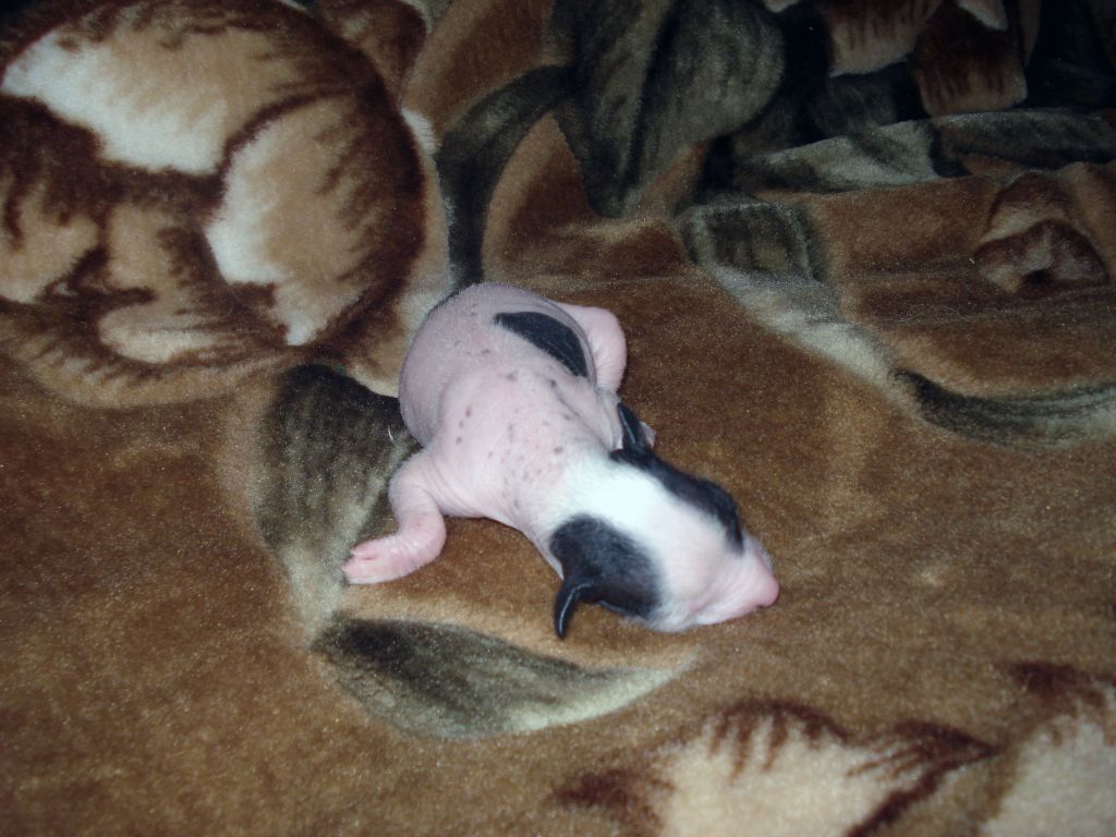 B... hl female 3 (ot Dolli)