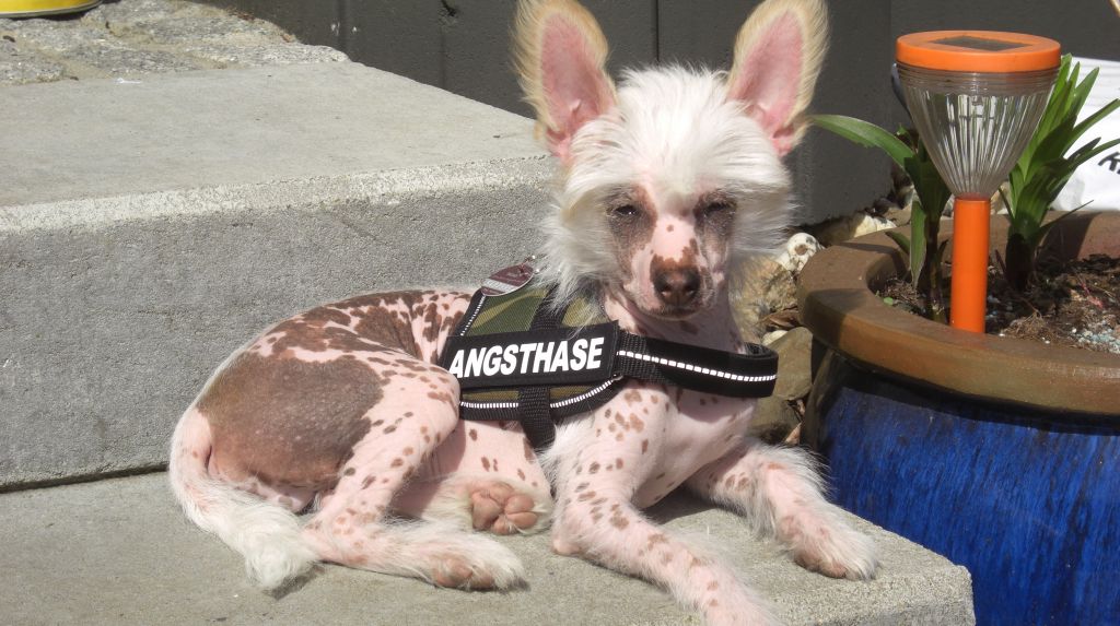 Jawara von den Windpferden