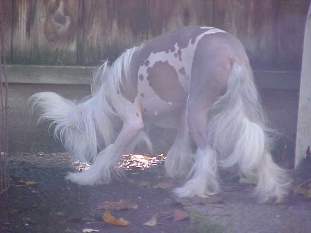 Sunwinds Oopsy Daisey