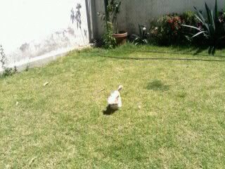 Aingeal's of Atlantia