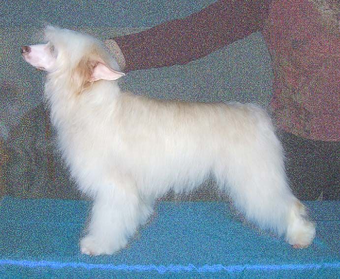 Shanel Glamour Ocean Love