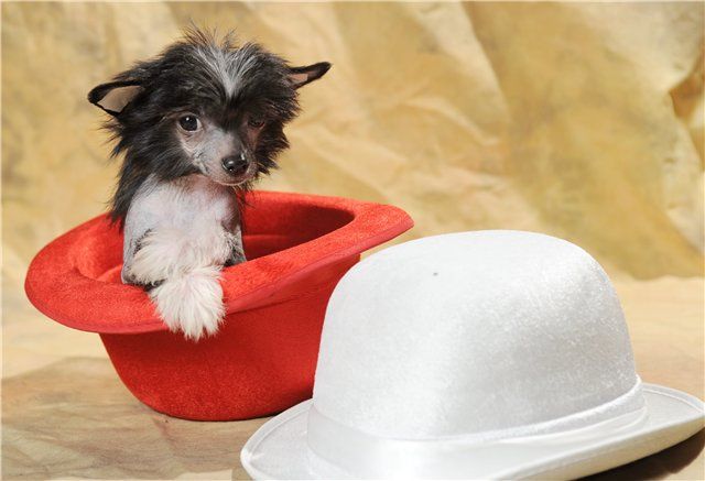 Zippo Black Style Zingall Roz