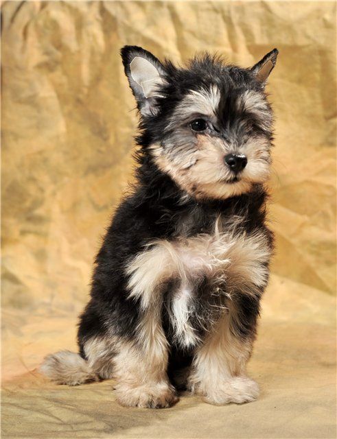 Zoraide Magic of Black Zingall Roz