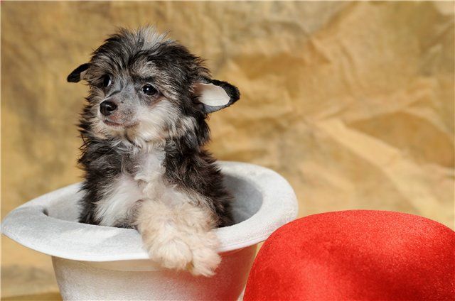 Zabava my Royal Present Zingall Roz