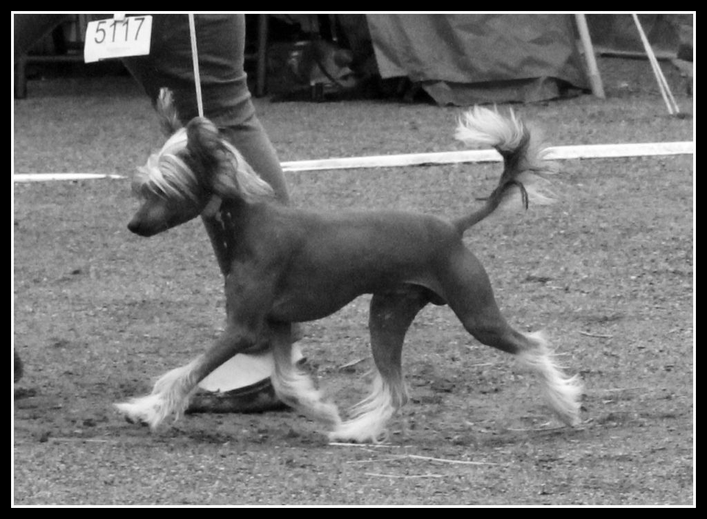 Sean Von Chriqa's Arnold Svartneger