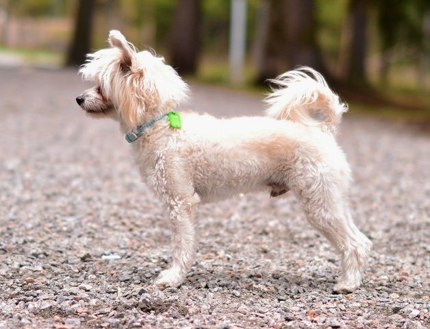 Vernisazh Mari Elvis Korol' uspeh