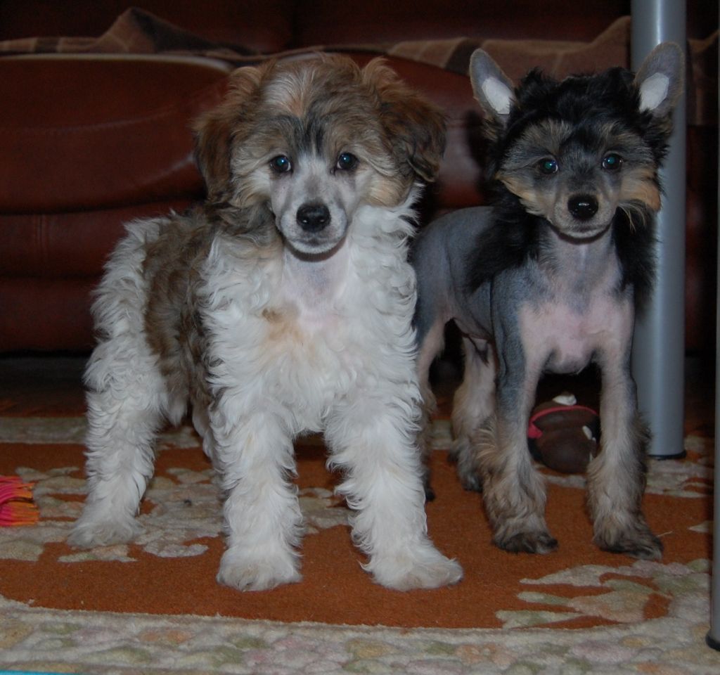 Chaina Dzhedai Bethoven