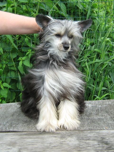 Rus Amigus V'ujka Radugnij Cvetok