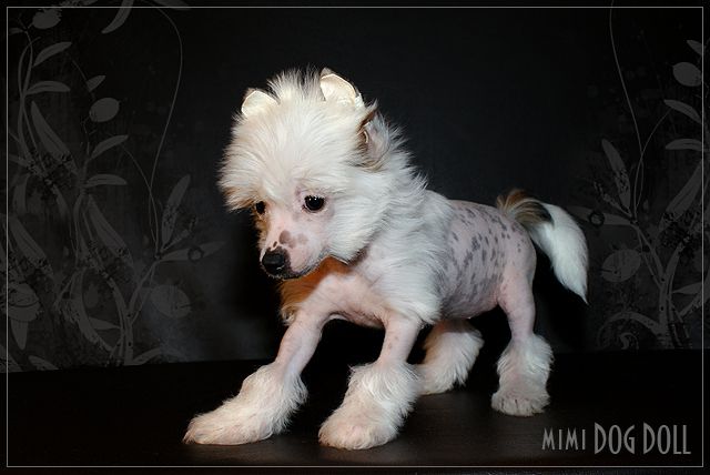 Mimi Dog Doll Go-Go