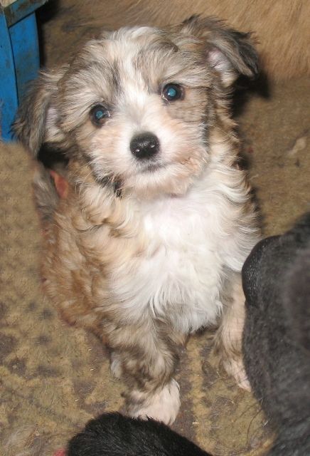 Rus Amigus Vasiliska