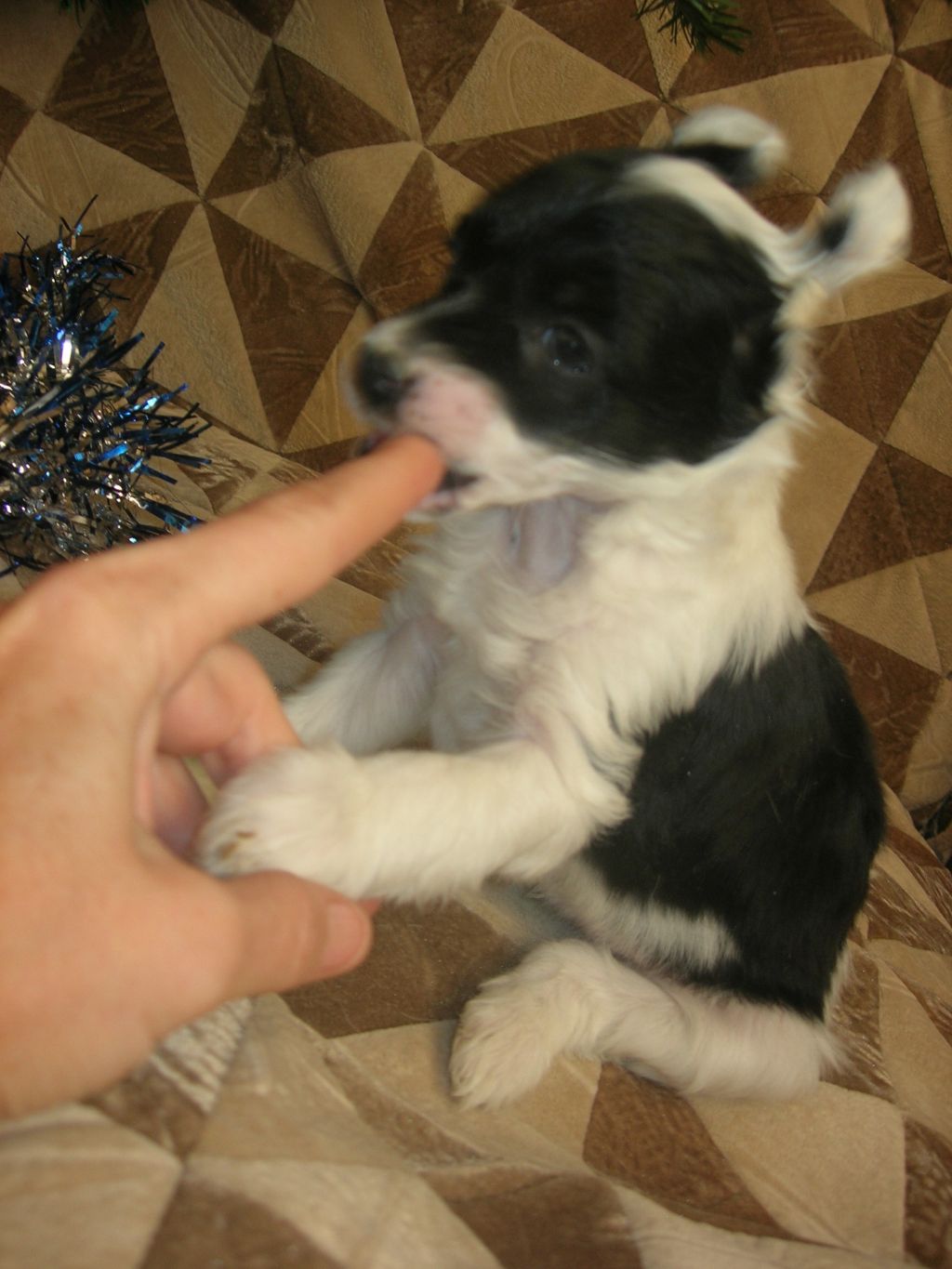 Rovanni Djekattolo Umberto D*Orsi