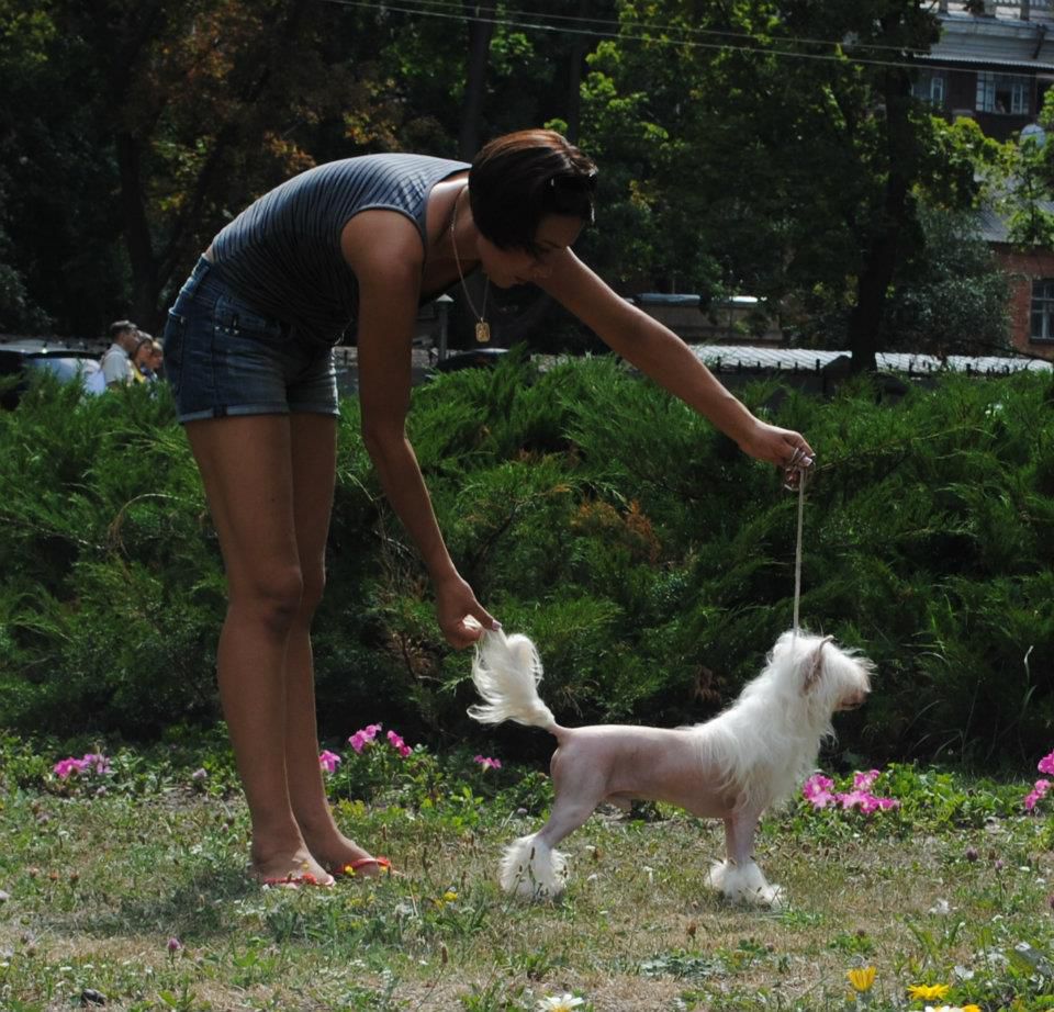 Gold Winner Kinu Legenda