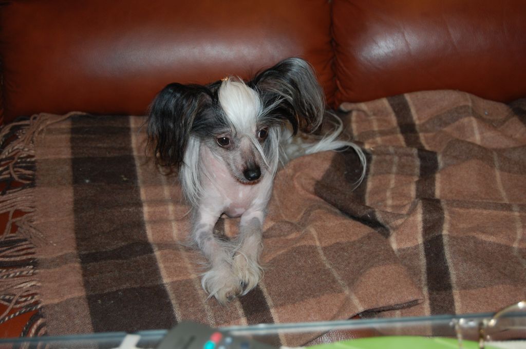 Zvezda Vostoka Iz Svjatogo Graalja