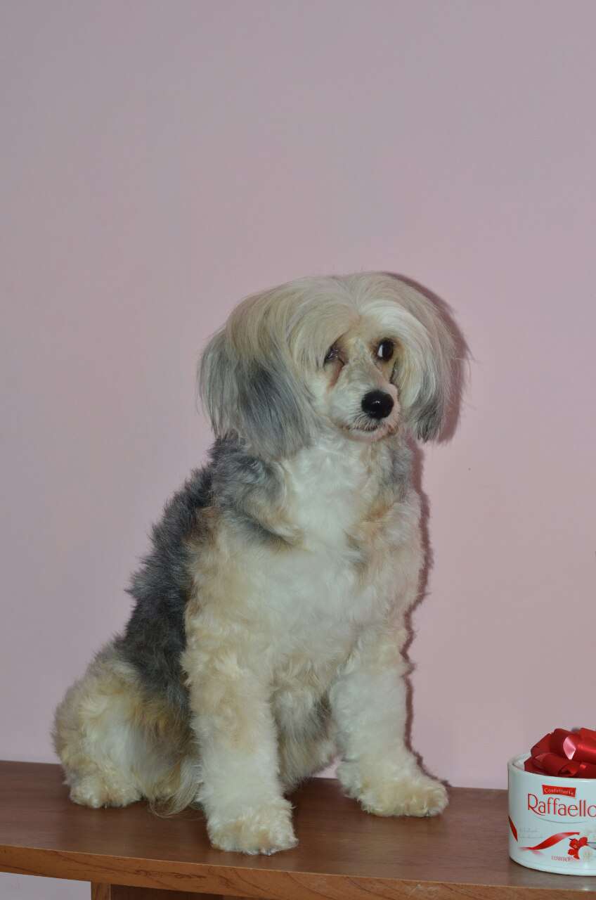 Olimpiya Pobeditelnitsa