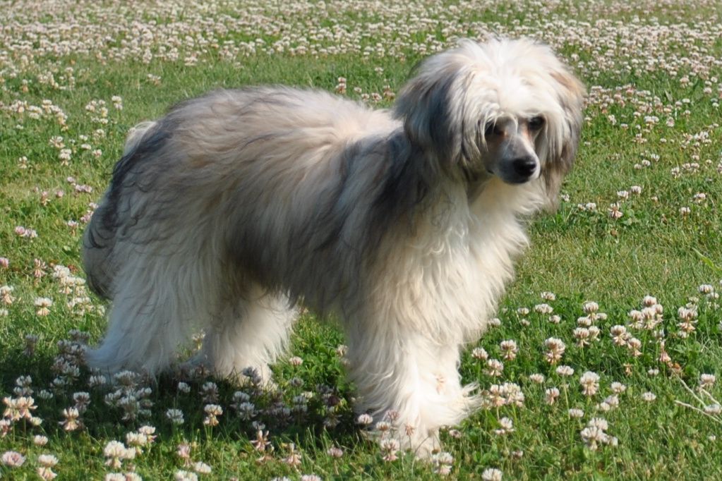 Arnicé Attivan Askiena