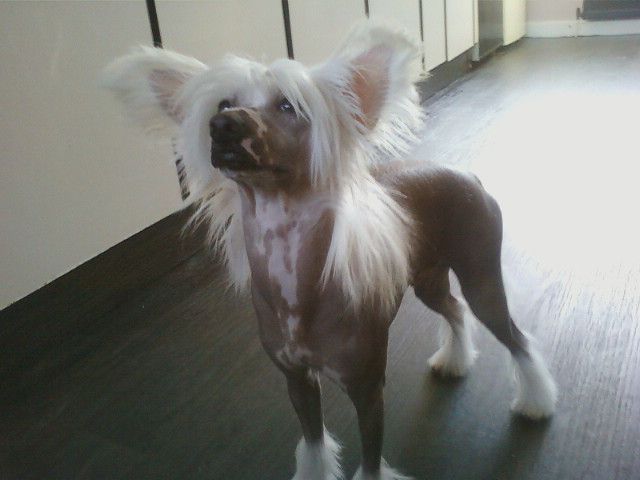 Sigyns Rock N'roller