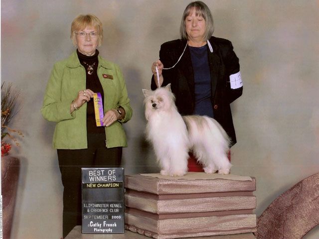 Yorkhouse Jimney Cricket