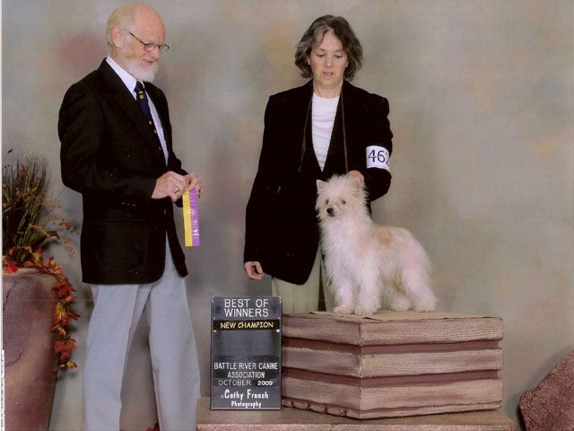 Yorkhouse Cream Cricket