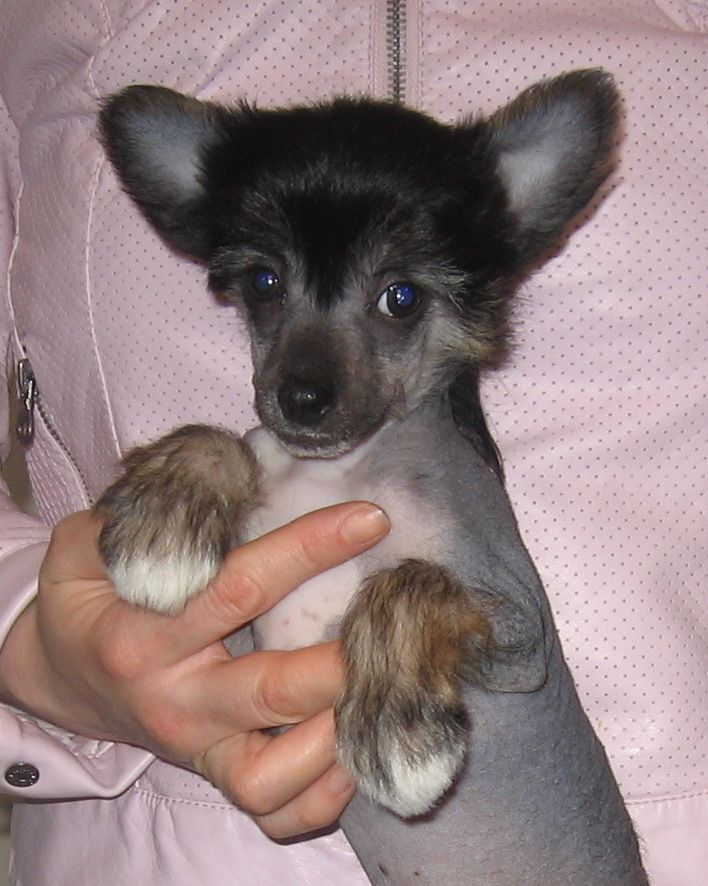 Jamoni Black Diamond.