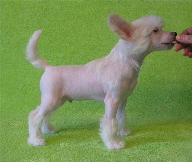 Magic of Success Star Wind