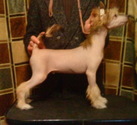 Centurion Shield Imperija