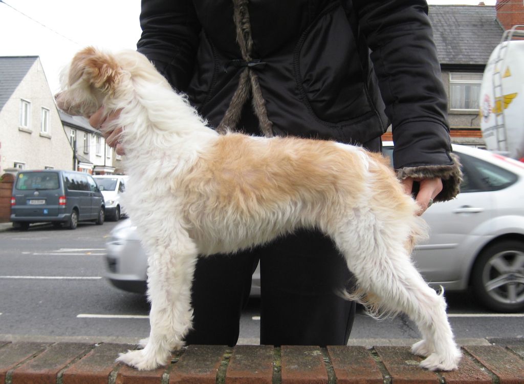 Charismatic Whiff Imperija