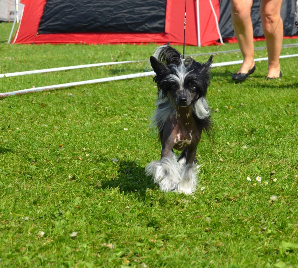 Crest'd Label Flying Blackbird