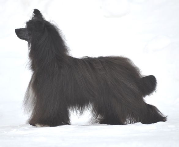 Crest'd Label Miss Black Pearl