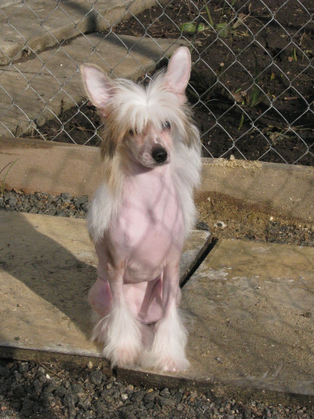 Lesnaua Nimfa Top Fiera