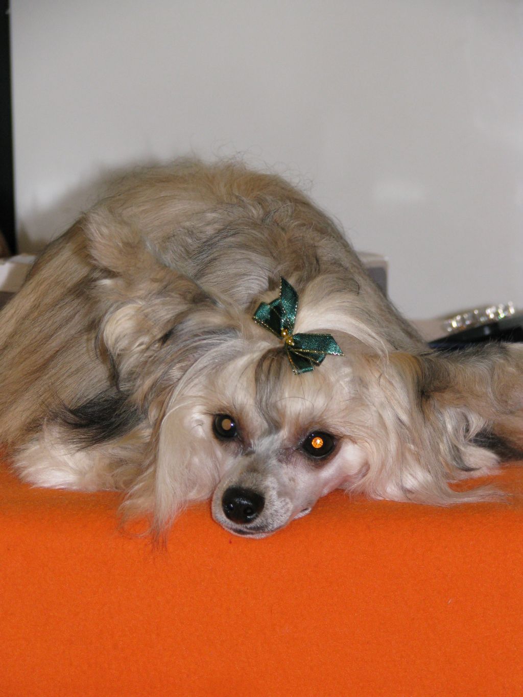 Laskovaua Sonya Top Fiera