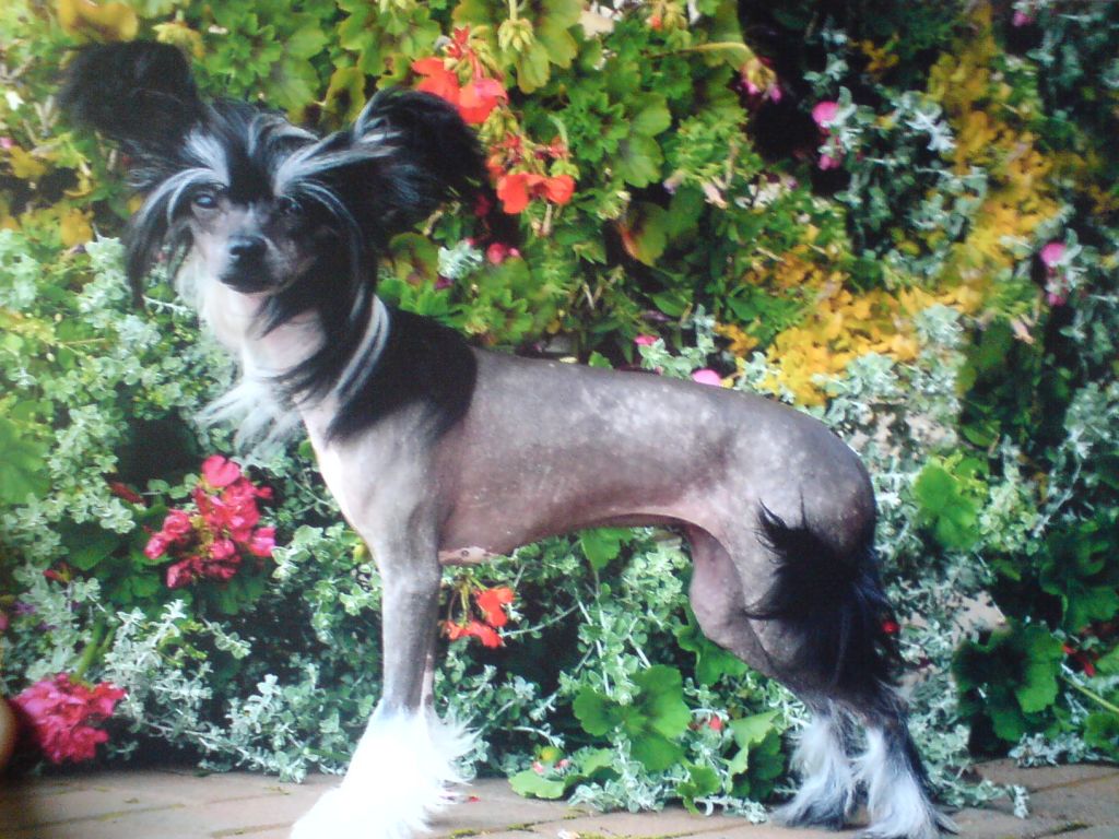 Sigyns Midnight Mayhem