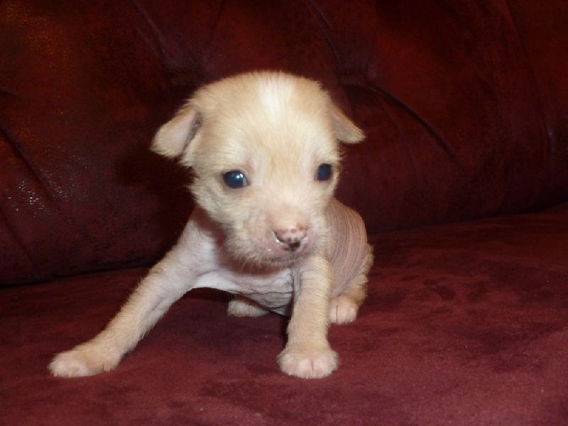 Nju Art Chermian Taison Dzhovanni Devais