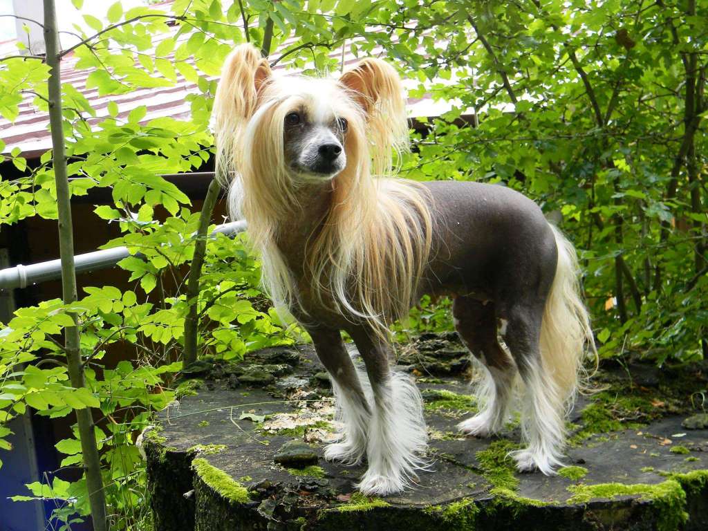 Candy-Candy de Fageiro