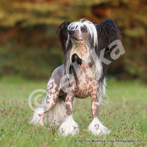 Dogland Happy Tsar Zverey