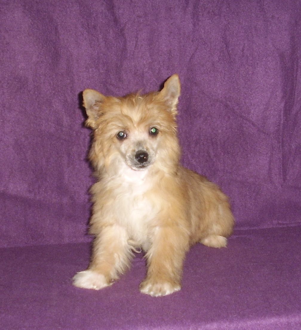 Choco-Bit I Can Dance