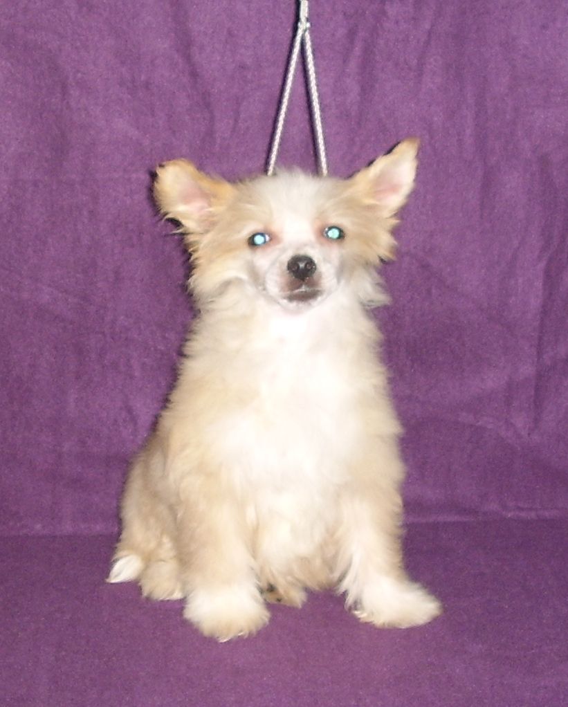 Choco-Bit I Sleep A Lot