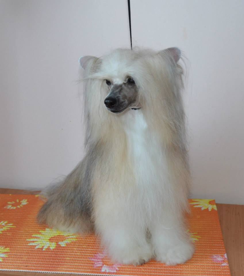 Athelsan Toutou Velu