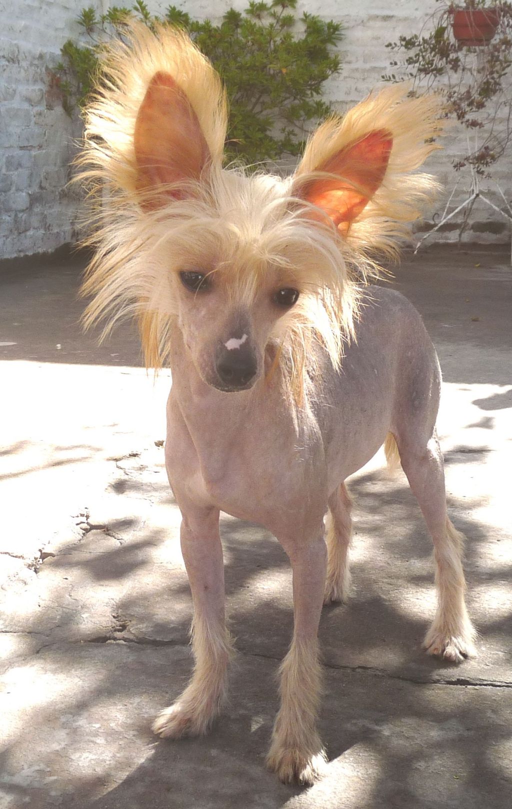 Lisbury's Century Child